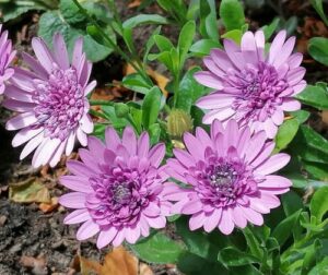Shanklin Green Towns Project